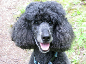 Maxie, a standard poodle and pet therapy dog for hospice patients and others